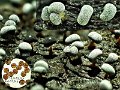 Physarum leucophaeum-amf2117